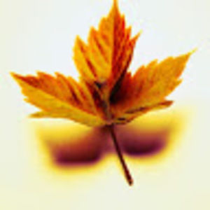 Meet your Posher, Ronni